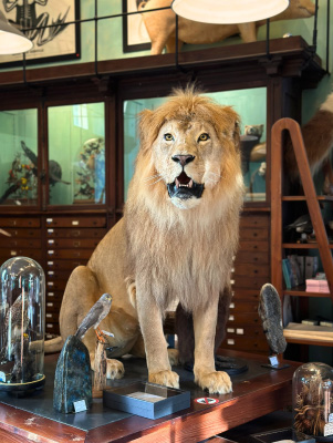 Lion naturalisé exposé dans une salle de collection, évoquant la chasse et les trophées d'animaux.